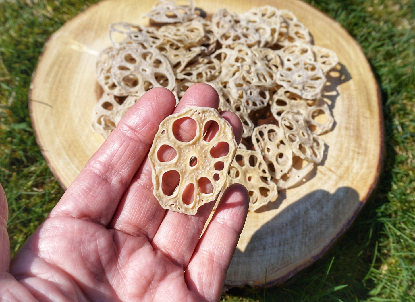 LOTUS ROOT